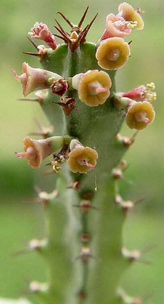 Euphorbia baylissii 