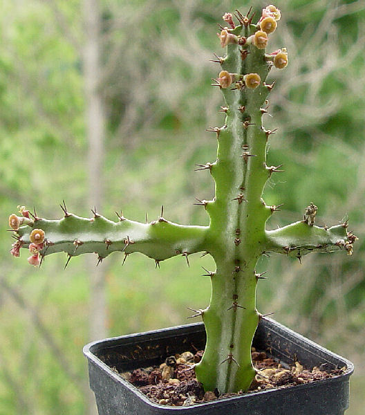 Euphorbia baylissii 