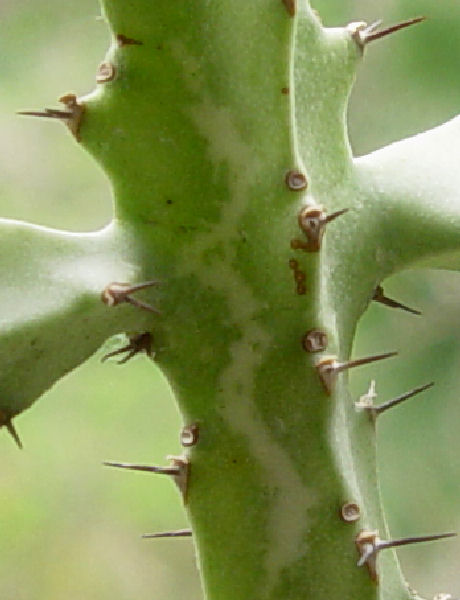Euphorbia baylissii 