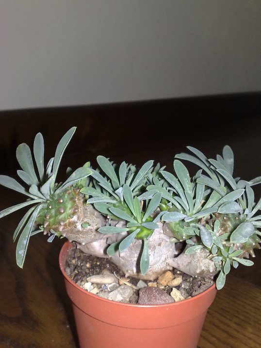 Euphorbia x japonica 