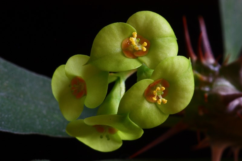 Euphorbia brachyphylla 