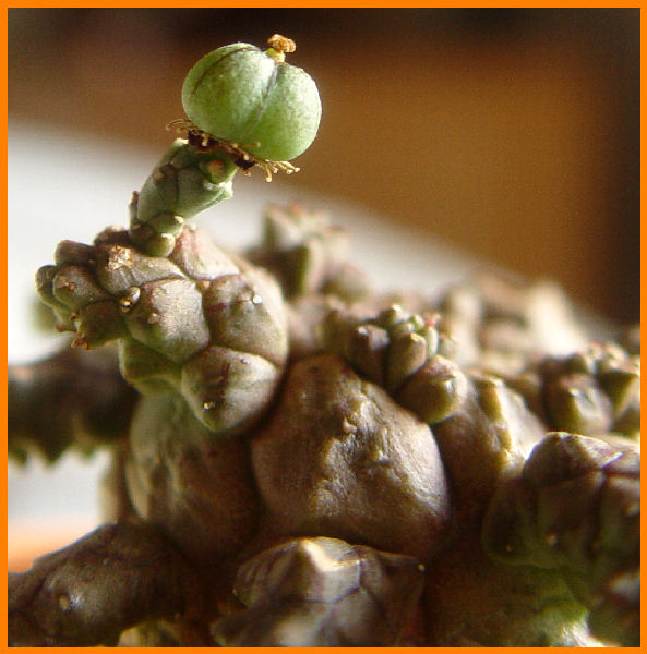 Euphorbia brevirama 