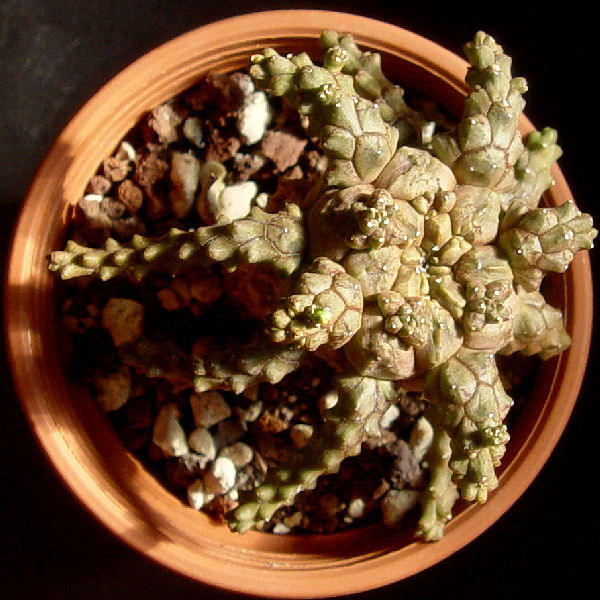 Euphorbia brevirama 