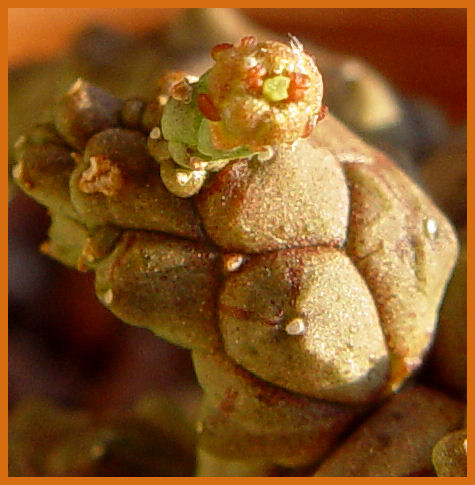 Euphorbia brevirama 