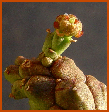 Euphorbia brevirama 