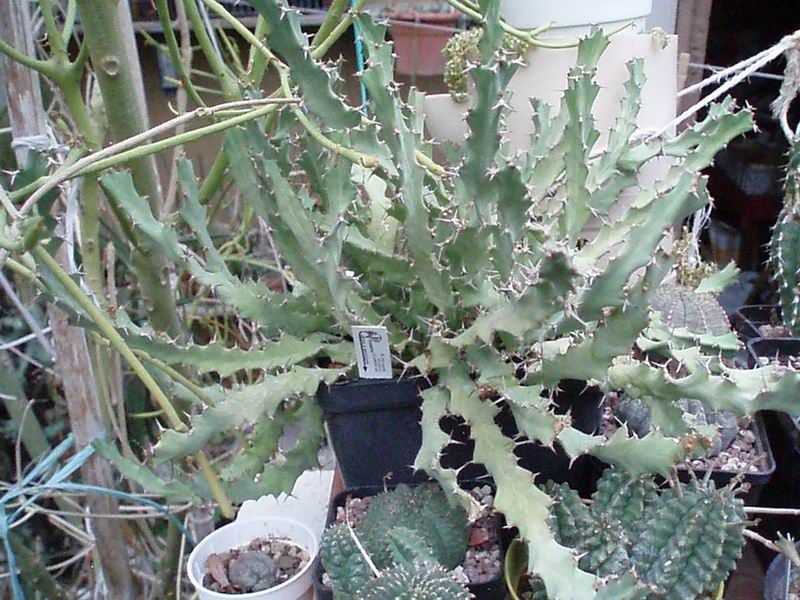 Euphorbia brevitorta 