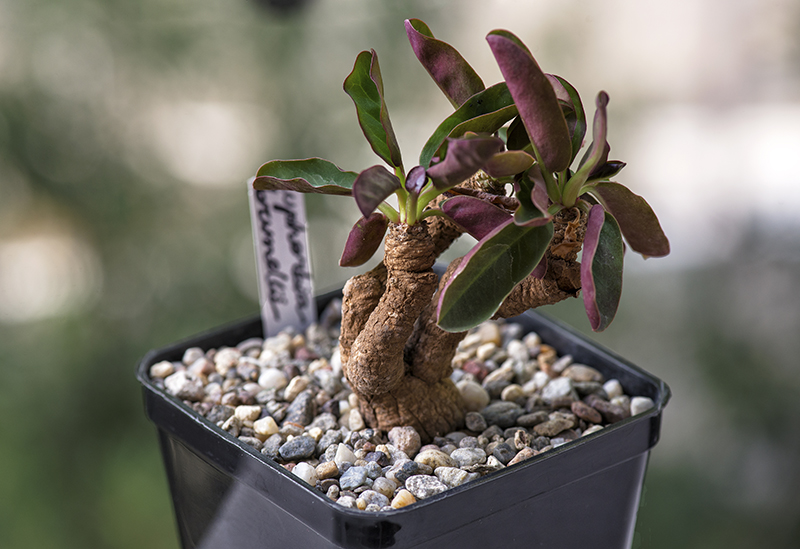 euphorbia brunellii