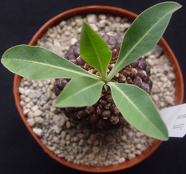 Euphorbia bupleurifolia 