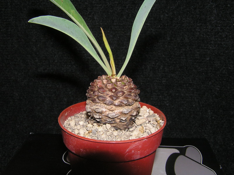 Euphorbia bupleurifolia 