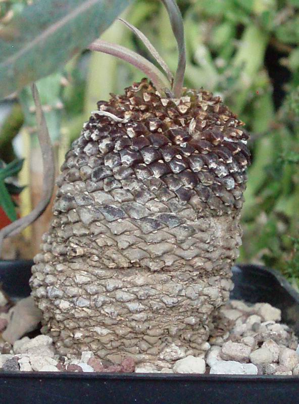 Euphorbia bupleurifolia 