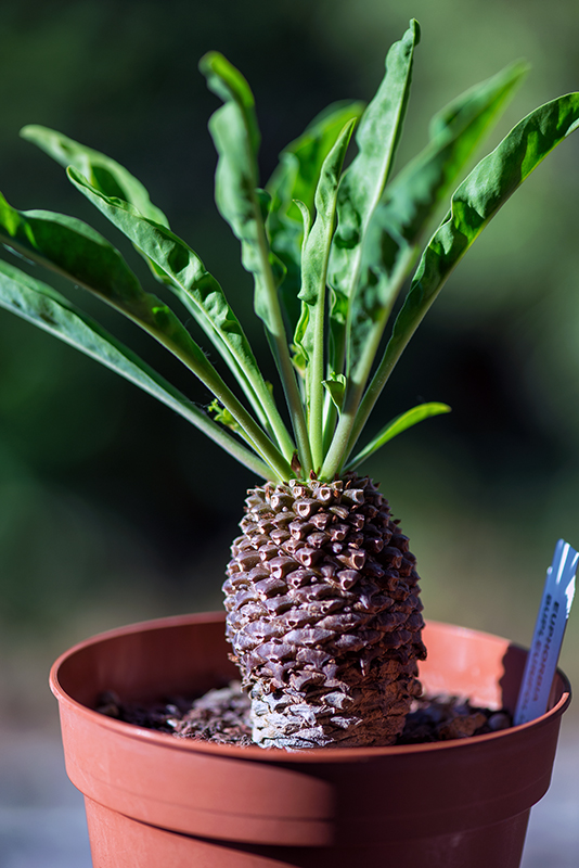 Euphorbia bupleurifolia 