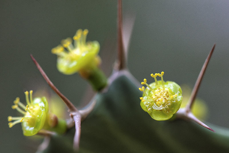 Euphorbia buruana 