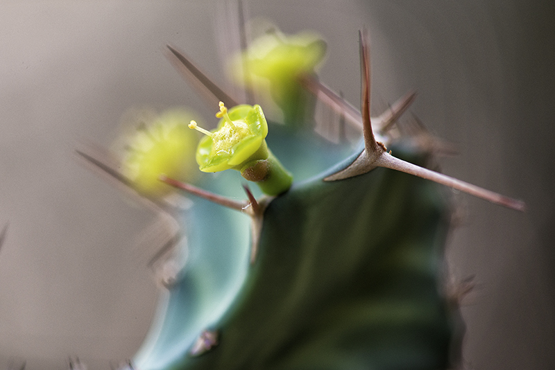 Euphorbia buruana 
