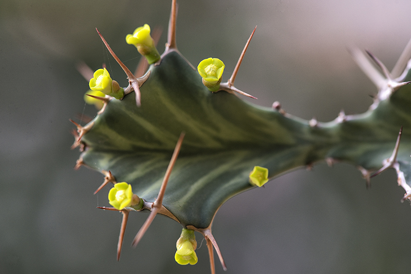 Euphorbia buruana 