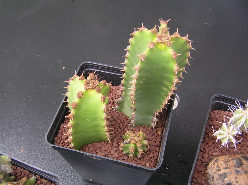 Euphorbia canariensis 