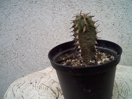 Euphobia canariensis 