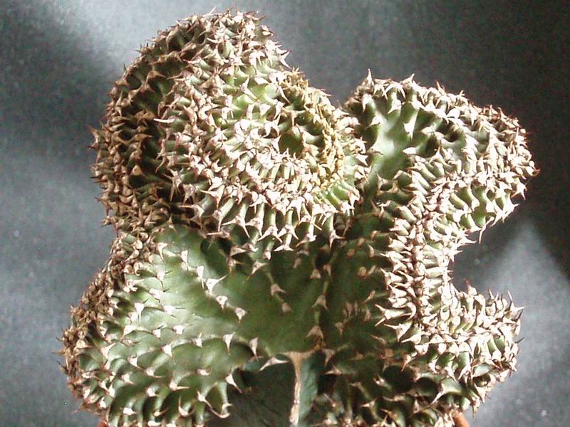 Euphorbia canariensis cv. cristata 