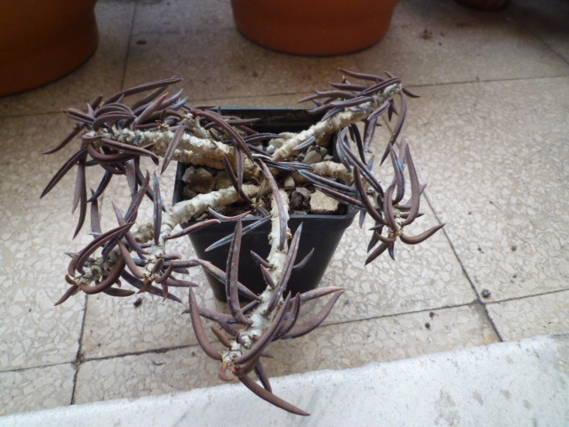 Euphorbia cylindrifolia 