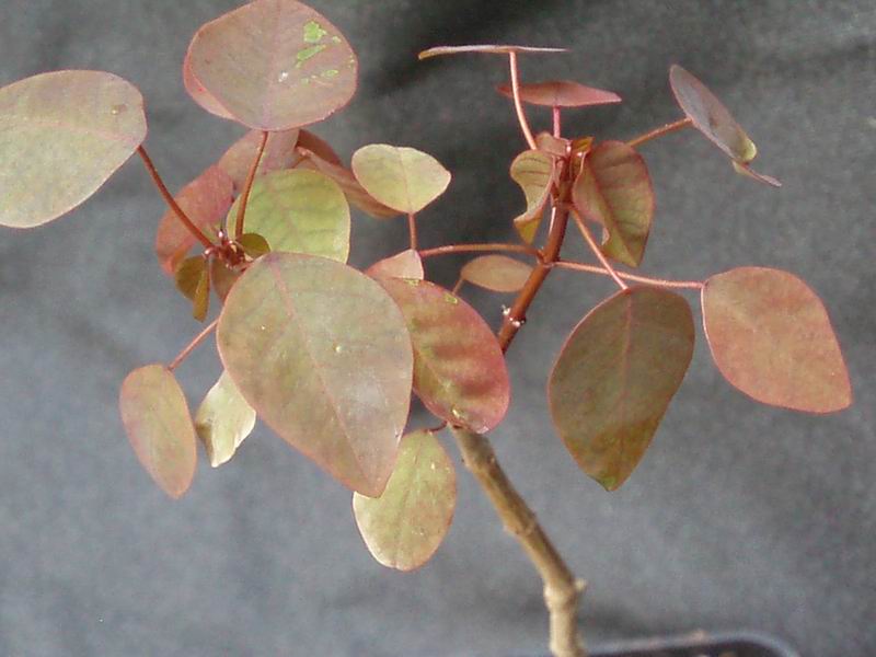 Euphorbia cotinifolia 