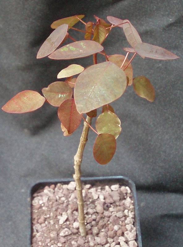 Euphorbia cotinifolia 