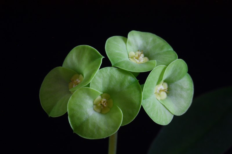 Euphorbia croizatii 