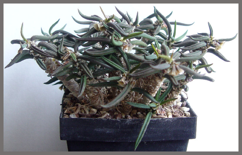 Euphorbia cylindrifolia ssp. tuberifera 