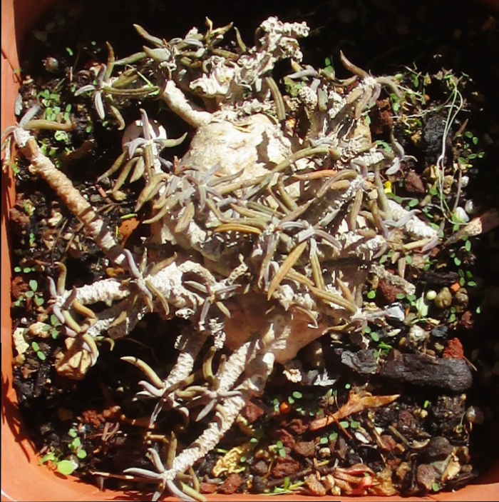 Euphorbia cylindrifolia ssp. tuberifera 