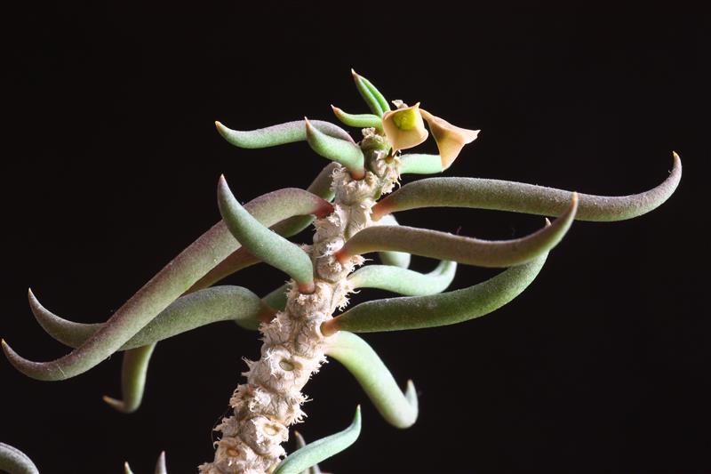 Euphorbia cylindrifolia ssp. tuberifera 