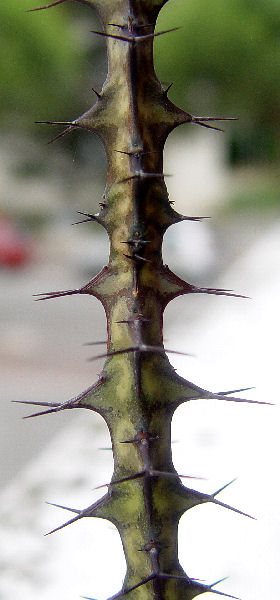 Euphorbia dauana 
