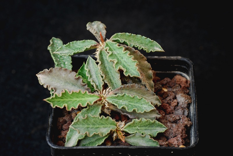 Euphorbia decaryi 