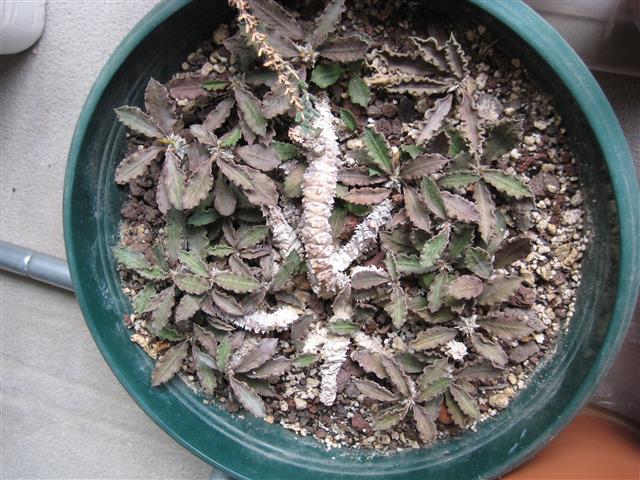 Euphorbia decaryi 