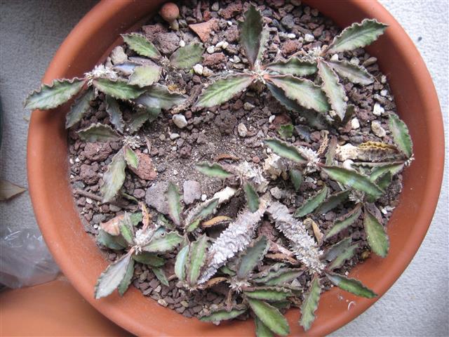 Euphorbia decaryi 