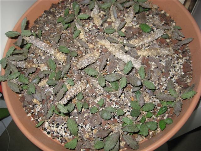 Euphorbia decaryi 