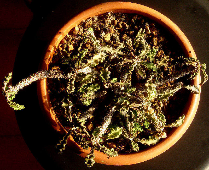 Euphorbia decaryi v. spirosticha 