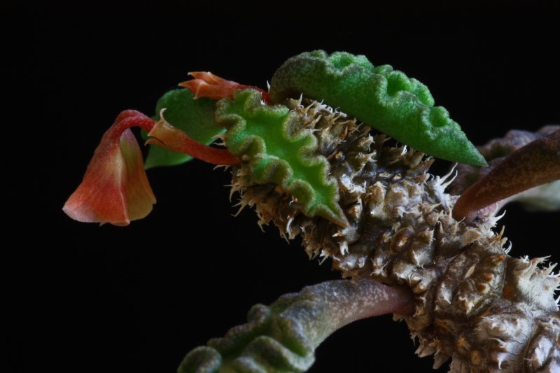 Euphorbia decaryi v. spirosticha 