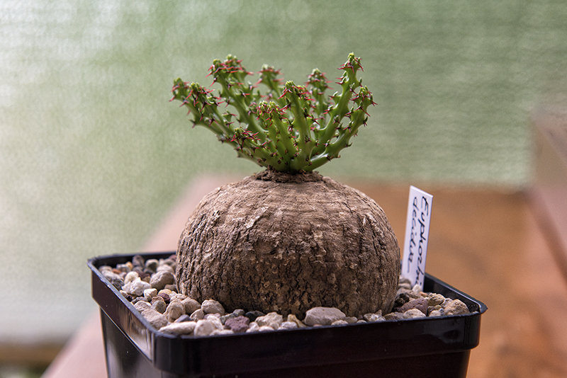 Euphorbia decidua 