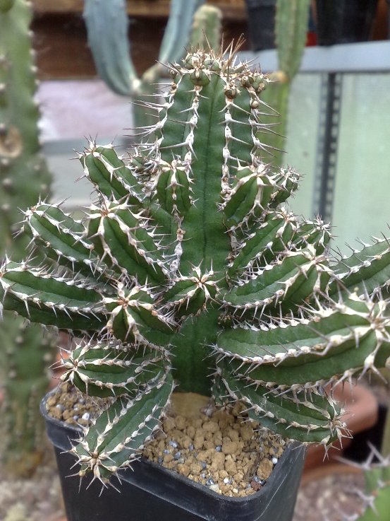 Euphorbia echinus 