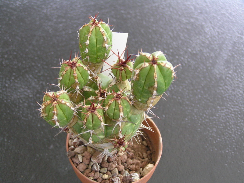 euphorbia echinus