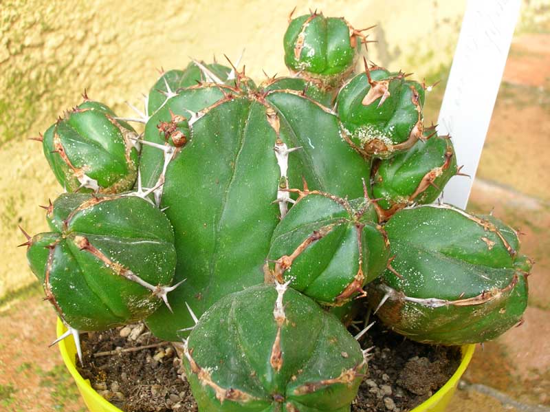 Euphorbia echinus 