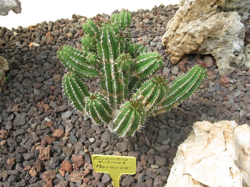 Euphorbia echinus 