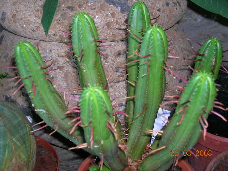 Euphorbia enopla 