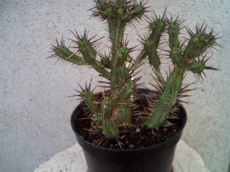 Euphorbia enopla 