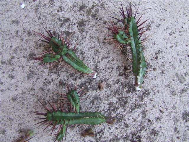 Euphorbia  