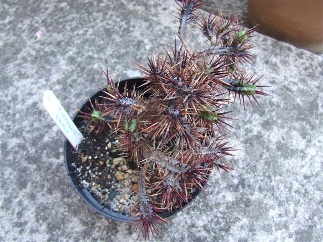 Euphorbia  