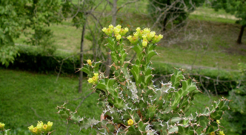 Euphorbia enormis 