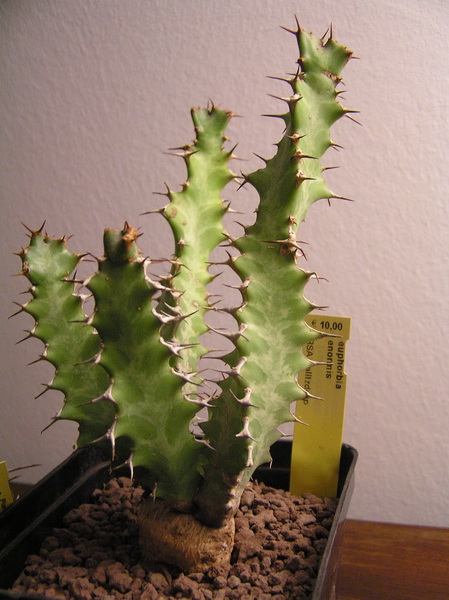 Euphorbia enormis 
