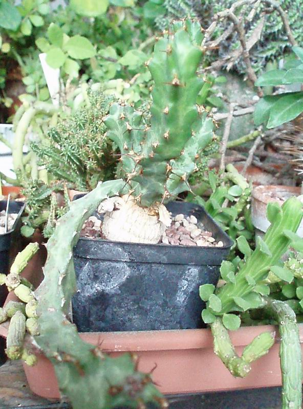 Euphorbia enormis 
