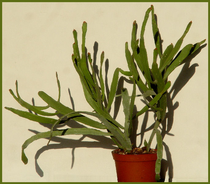 Euphorbia enterophora 