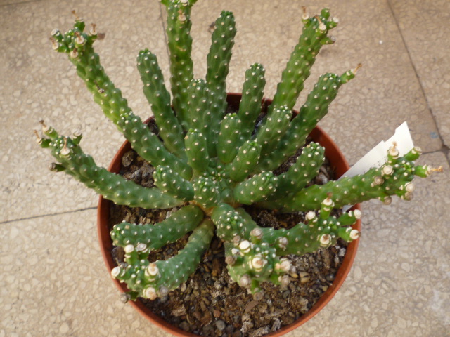Euphorbia esculenta 