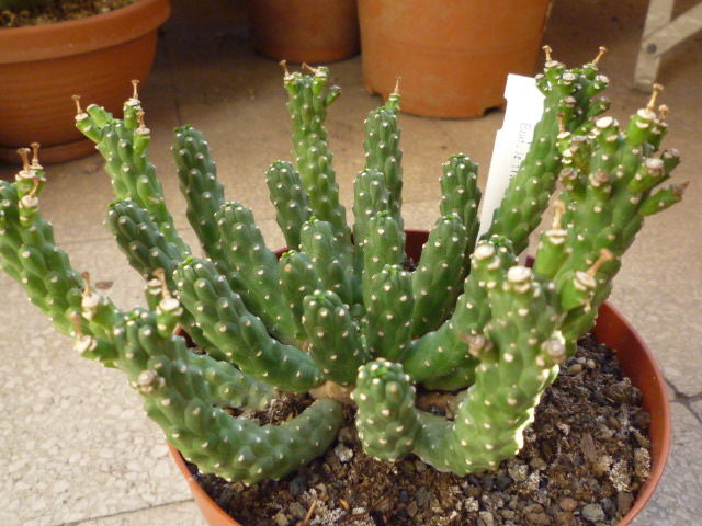 Euphorbia esculenta 